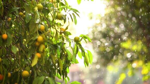 花园里的雨天