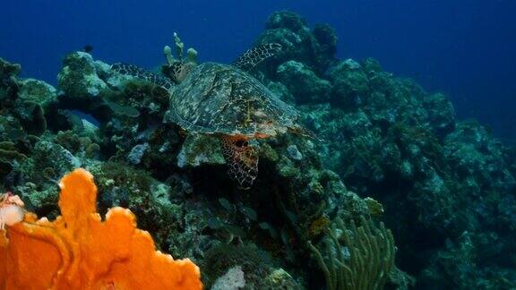 在库拉索岛附近加勒比海的珊瑚礁上的玳瑁海龟