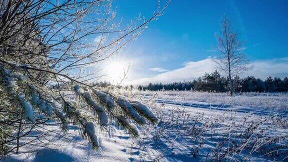 冬天的森林阳光穿过云杉的树枝绿色的冷杉和树木大量的雪整个地球被雪覆盖着在树枝上下雪雪是明亮的hyperlapse