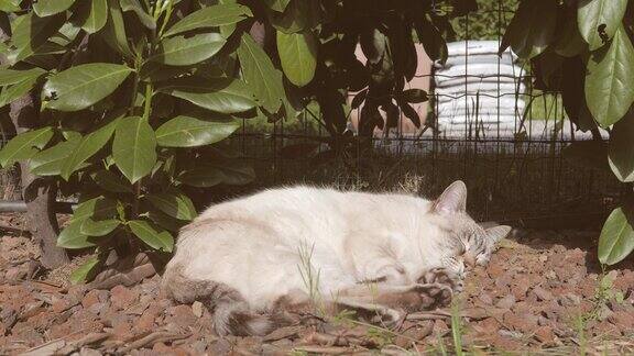 家猫肖像睡在户外的家花园
