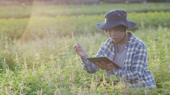一位年轻的农妇在绿色的菜园里用药片检查蔬菜的质量