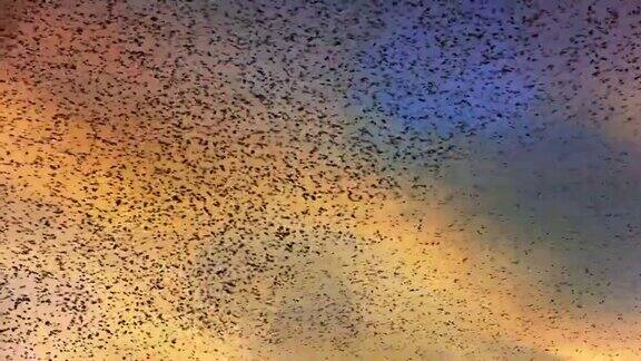 日落时的天空充满了椋鸟的喃喃细语