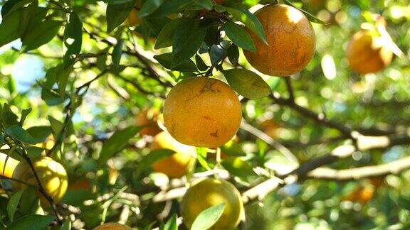在果园里采摘新鲜的橙子
