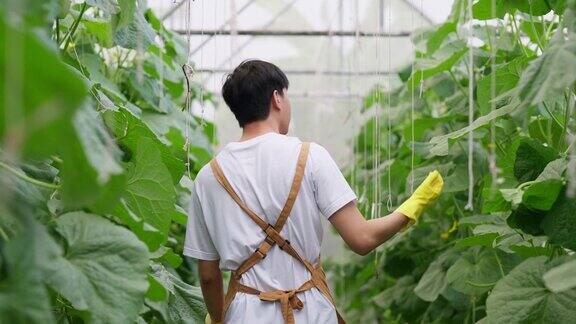 年轻的亚洲男子农民戴着塑料手套走在温室甜瓜农场微笑着检查甜瓜的质量农业生鲜有机农场和城市栽培