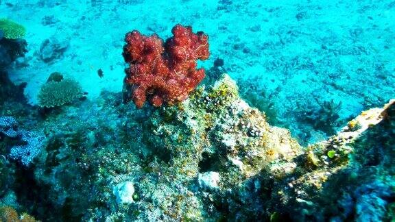 近距离观看在斐济彩虹礁上的红色软珊瑚