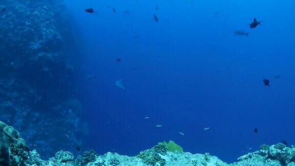 灰色礁鲨帕劳的珊瑚礁