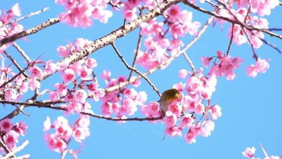 日本樱花树上的鸟