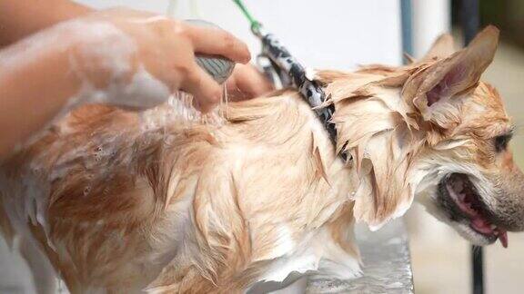 柯基犬有淋浴、水疗和按摩