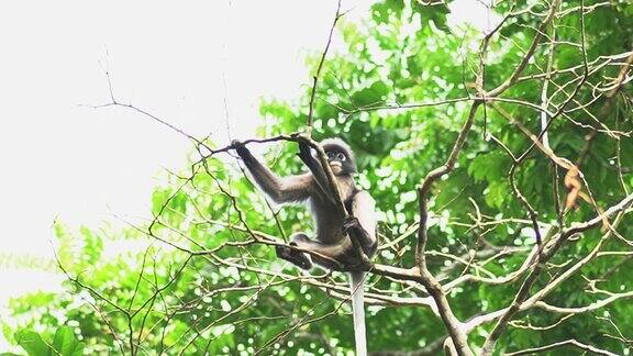 一只黑叶猴(Trachypithecusobscurus)坐在树枝上环顾四周当感到不安全时就会跳到另一根树枝上
