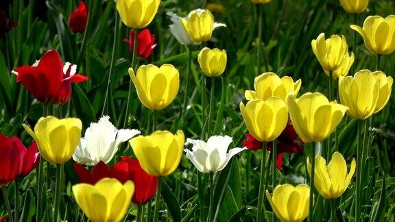 五彩缤纷的春天郁金香花在风中背景