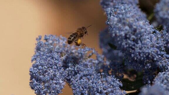 蜜蜂意大利蜜蜂飞行中的成虫带着花粉筐飞向花朵诺曼底4K慢镜头