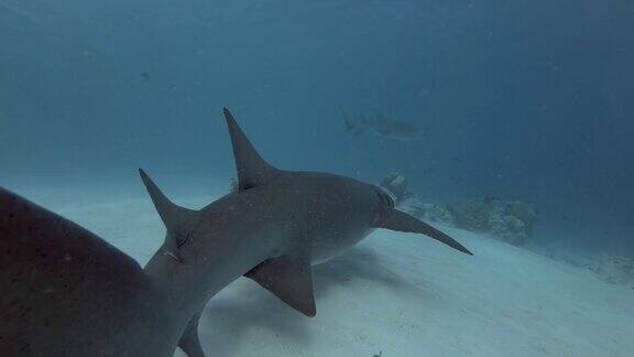 两只茶色护士鲨在蓝色的水里游过沙底