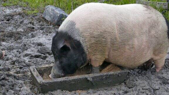 Swabian-Hall猪的猪