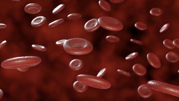 4K红血球在动脉的血流中移动