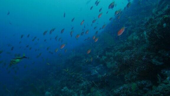 海底珊瑚礁日本