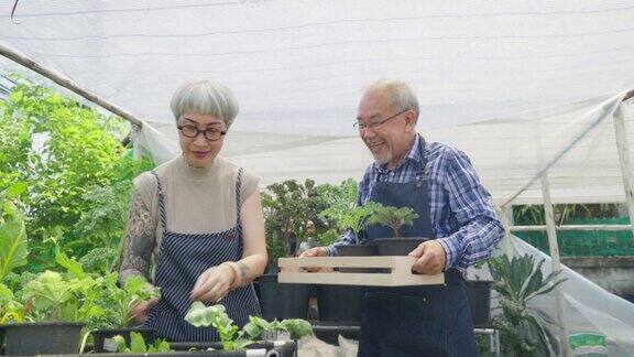 小企业的可持续性老年农民在种植园与老年女性企业家一起收获有机羽衣甘蓝蔬菜