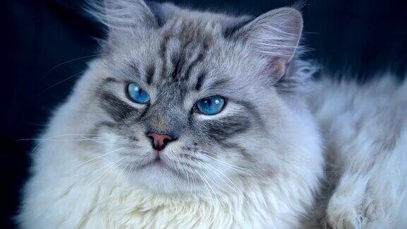 聪明毛茸茸的彩色点西伯利亚猫
