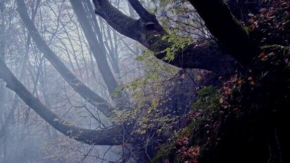 有雾和蕨类植物的秋天森林