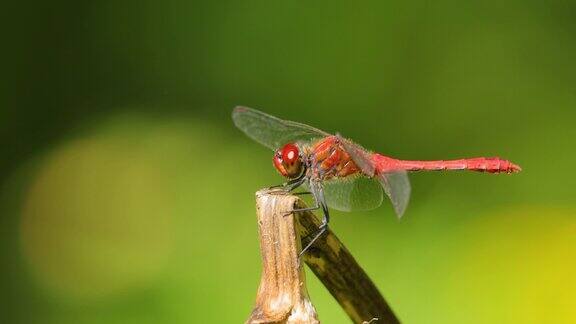绯红蜻蜓(crocodileiserythraea)是蜻蜓科蜻蜓的一种它的俗名包括宽红普通红镖