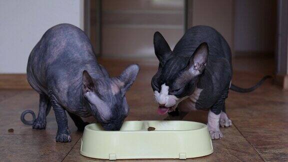 两只斯芬克斯猫在家里给小猫吃新鲜食物的特写干猫粮的广告有趣的灰色秃头猫