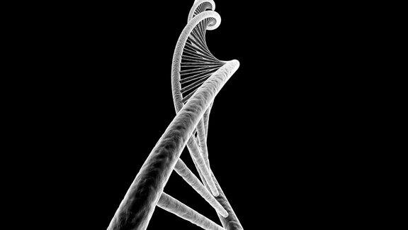旋转DNA无缝环
