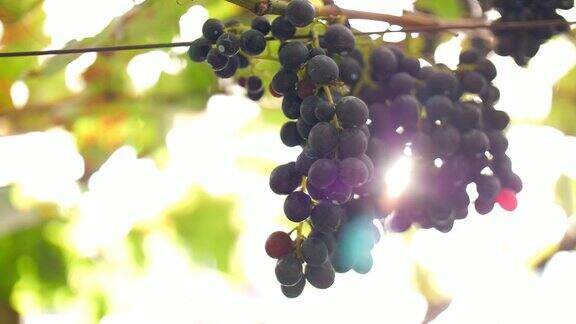 红酒葡萄在葡萄园里用阳光照射动作缓慢