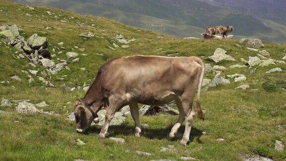 在瑞士高山草地上吃草的小牛