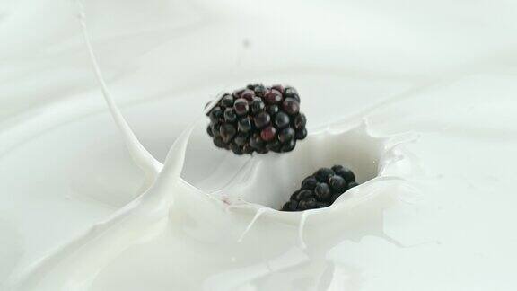 黑莓落入奶油牛奶中在微距和慢动作中产生漩涡飞溅