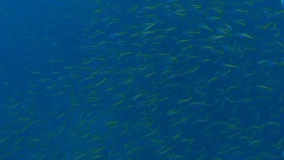 成群的火枪鱼覆盖了整个暗礁