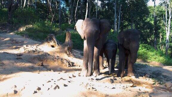 泰国清迈大象保护区
