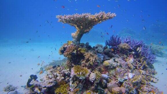 在美丽的珊瑚礁和许多热带鱼水下潜水红海-拉哈米湾马萨阿拉姆