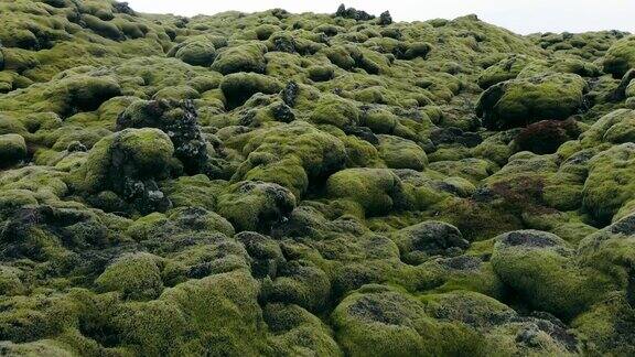 冰岛的火山景观上覆盖着苔藓