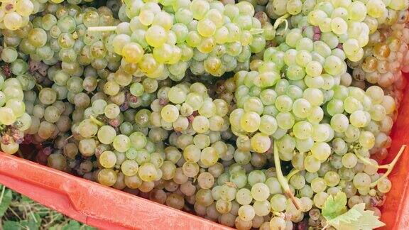 新鲜、成熟的葡萄正在葡萄园中收获实时落入桶中