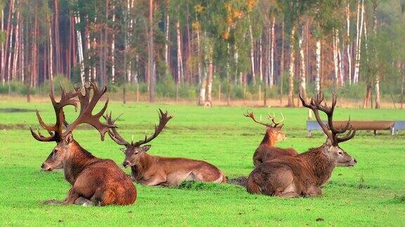 一大群鹿躺在地上一群鹿在休息