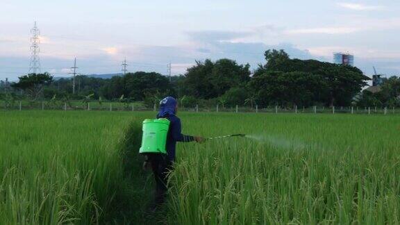 农民们正在稻田里喷洒化学药品
