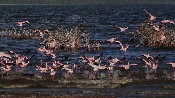 小火烈鸟小腓凤蝶飞行中的群在肯尼亚博戈里亚湖的殖民地实时4K