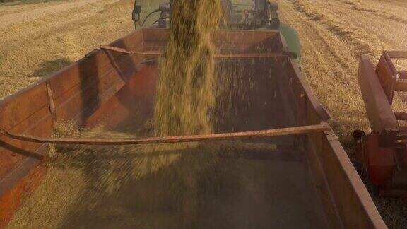 在金色的田野里脱粒机在卡车拖拉机的拖车里卸载小麦