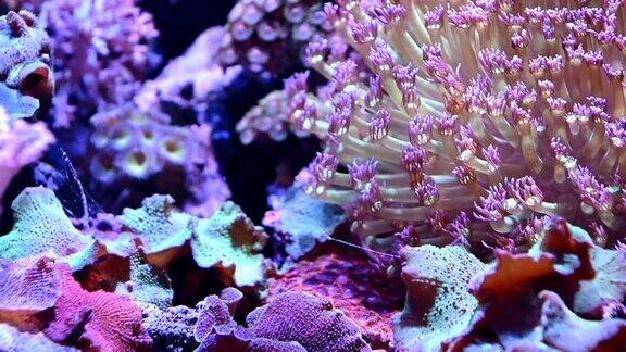 4K海底海葵和珊瑚景象