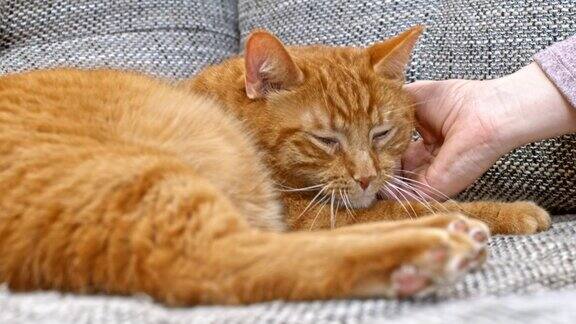 SLOMO橙色虎斑猫躺在沙发上享受被宠物的乐趣