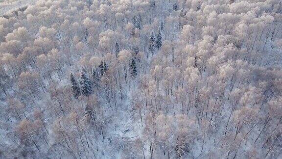 冬季森林景观