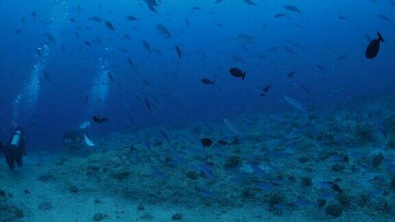 在海底成群游动的燧发鱼