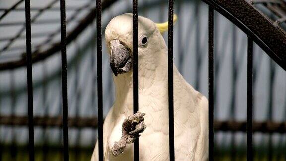 近距离观察笼子里的白色硫冠凤头鹦鹉