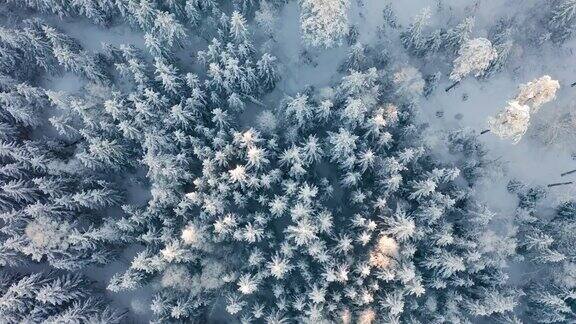 在冬天史诗般的晨光中直接在寒冷的大森林上空飞行