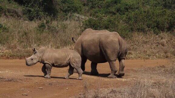 白犀牛ceratotheriumsimum母亲和牛犊内罗毕公园在肯尼亚实时4K