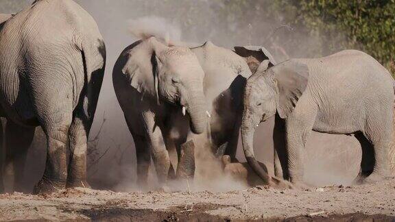纳米比亚Etosha国家公园一头幼年大象正在洗沙浴小象和附近的其他大象一起在尘土中翻滚