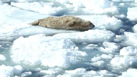 可爱的海豹在北海道的冰上