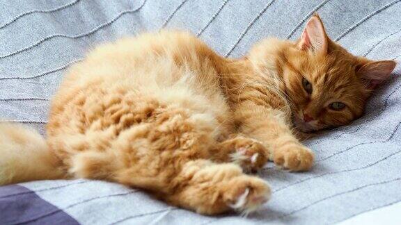 可爱的姜黄色小猫躺在床上的灰色毯子上毛茸茸的宠物要睡觉了舒适的家庭背景