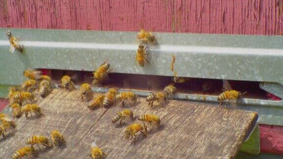 间隔拍摄动作要快得多在一个阳光明媚的夏天蜜蜂飞进了木制的蜂巢的入口特写镜头