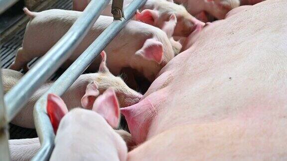 小猪在养猪场哺乳母猪妈妈