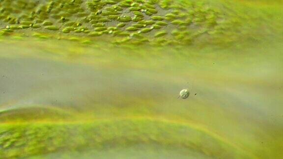 显微镜的藻类
